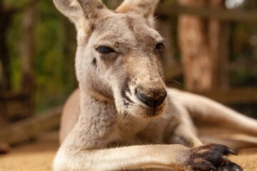 maravillosa australia en grupo con PN kakadu_canguro