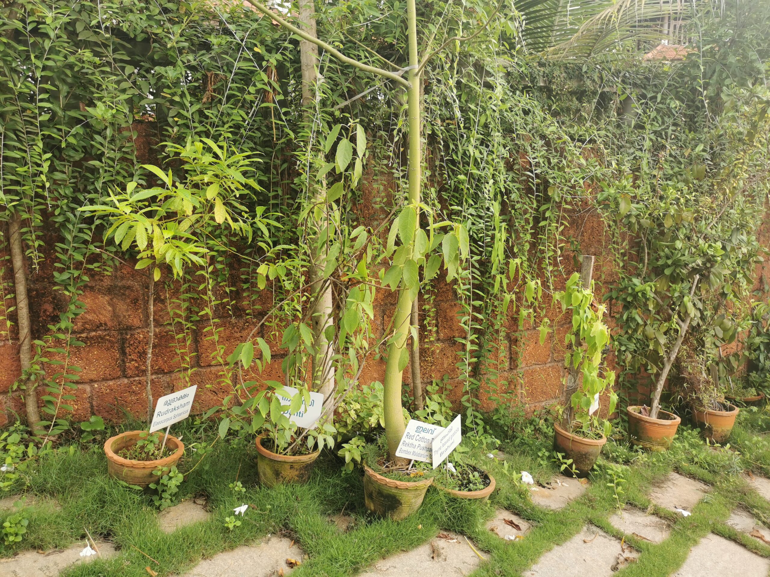 viaje de bienestar ayurveda_plantas ayurvedicas